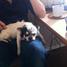 Chihuahua Valentino.