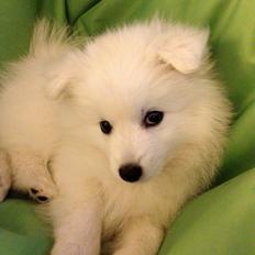 Japansk spids In-yo's Amari Waga Aiko