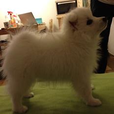 Japansk spids In-yo's Amari Waga Aiko