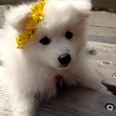 Japansk spids In-yo's Amari Waga Aiko