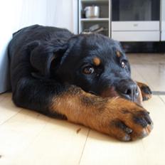 Rottweiler Karma aka Aura Stensby