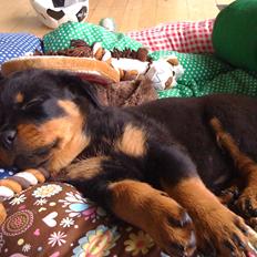 Rottweiler Karma aka Aura Stensby