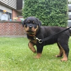 Rottweiler Karma aka Aura Stensby