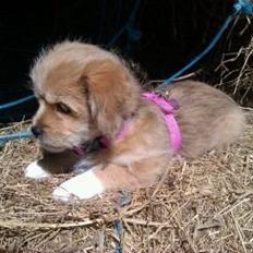 Blanding af racer Frida<3