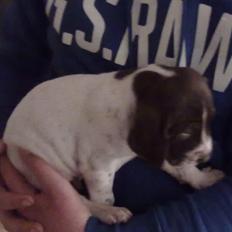 Gammel dansk hønsehund rofus <3