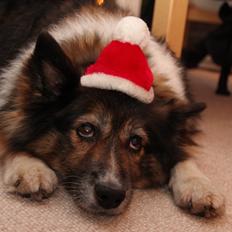 Islandsk fårehund Frøken Smilla