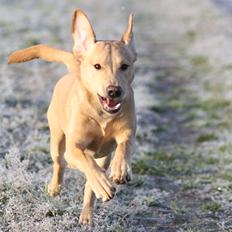 Labrador retriever Adventure Vega