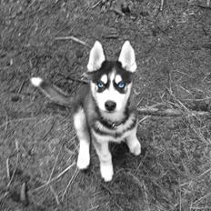 Siberian husky Dansa
