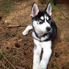 Siberian husky Dansa