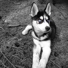 Siberian husky Dansa