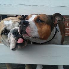 Engelsk bulldog Conrad Von Snøfte