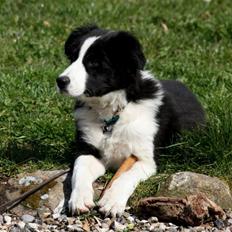 Border collie Futte