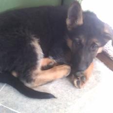 Schæferhund Elverhøj Karouso (Joey)