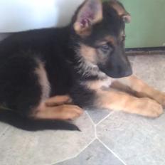 Schæferhund Elverhøj Karouso (Joey)