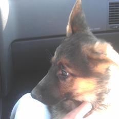 Schæferhund Elverhøj Karouso (Joey)