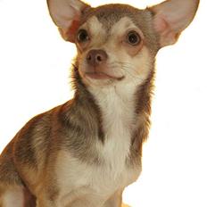 Chihuahua high fly BALTO