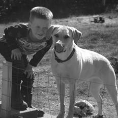 Labrador retriever Senta [BABY]