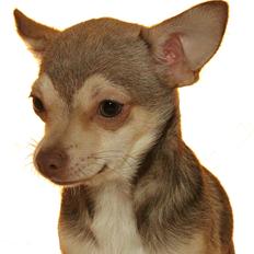 Chihuahua high fly BALTO