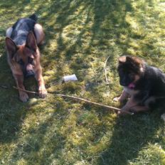 Schæferhund Smed's Jasmina