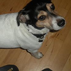 Blanding af racer Plet