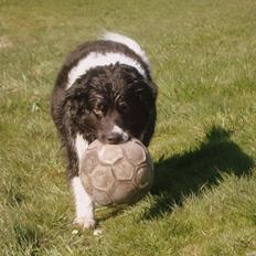 Border collie Vila - R.I.P
