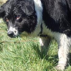 Border collie Vila - R.I.P