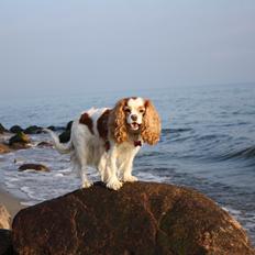 Cavalier king charles spaniel Angel