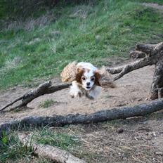 Cavalier king charles spaniel Angel