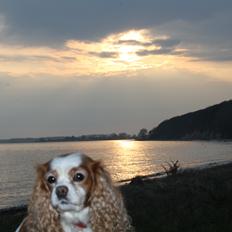 Cavalier king charles spaniel Angel