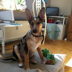 Blanding af racer Gizmo