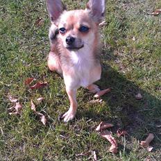 Blanding af racer Chihuahua/Pomeranian Holly (Holsen)