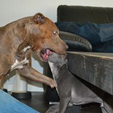 Amerikansk staffordshire terrier Chica