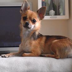 Blanding af racer Chihuahua/Pomeranian Holly (Holsen)
