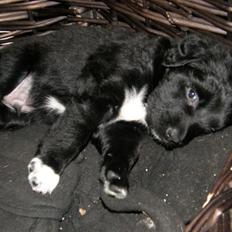 Blanding af racer Charlie