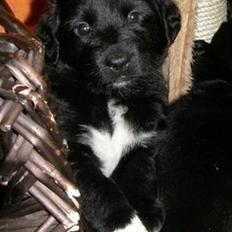 Blanding af racer Charlie