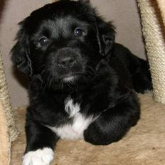 Blanding af racer Charlie