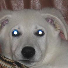 Hvid schæfer Aslan  snowboy vom smidstrup ( himmelhund)