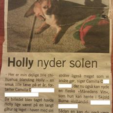 Blanding af racer Chihuahua/Pomeranian Holly (Holsen)