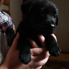 Labrador retriever Anton