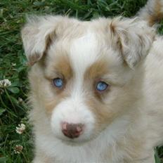 Miniature Australian Shepherd Blue