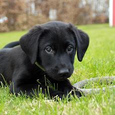 Labrador retriever Anton
