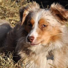 Miniature Australian Shepherd Blue