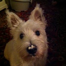 West highland white terrier Eddie Mcqueen