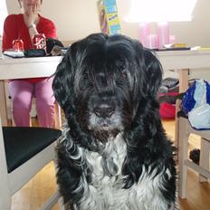 Blanding af racer Thor aflivet