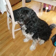 Blanding af racer Thor aflivet