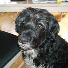 Blanding af racer Thor aflivet