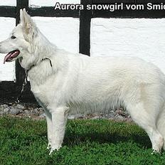 Hvid schæfer Aurora snowgirl vom Smidstrup