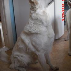 Hvid schæfer Aurora snowgirl vom Smidstrup