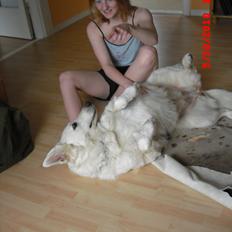 Hvid schæfer Aurora snowgirl vom Smidstrup