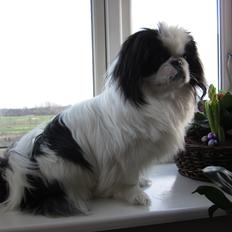 Pekingeser Bonzo